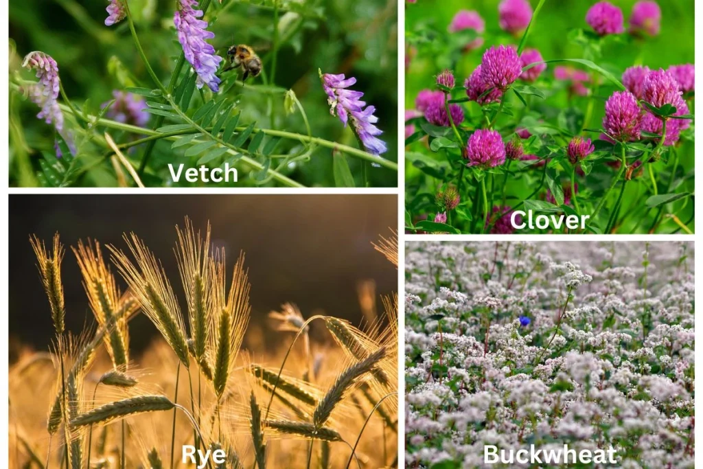 the picture shows ground cover plants, clover, vetch, rye, buckwheat
