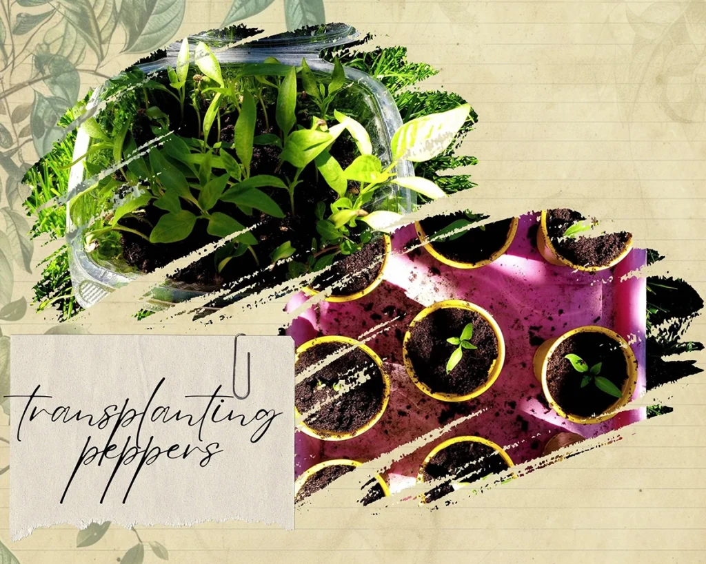 The picture shows a plastic box containing a group of pepper seedlings, and on the other side are the cups into which the seedlings were planted.