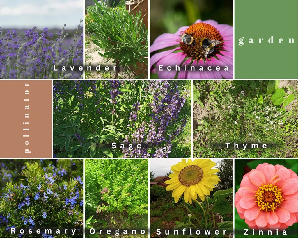 image shows lavender, sage, rosemary, echinacea, thyme, sunflower, zinnia, oregano and the text pollinator garden