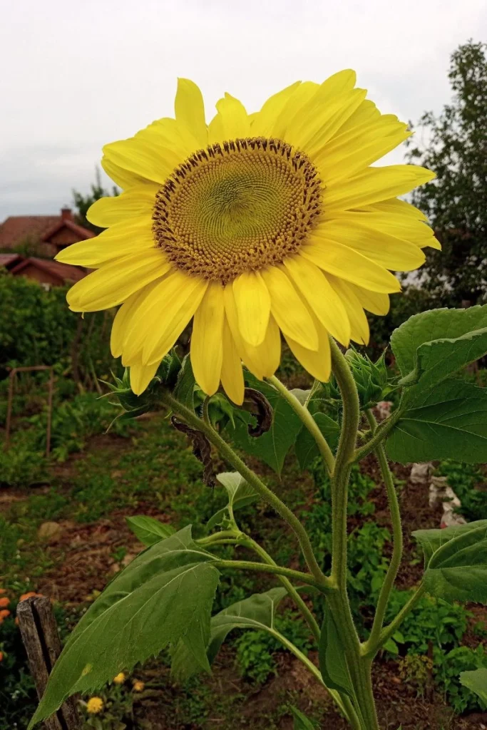 The picture shows a sunflower in the garden. sustainable gardening