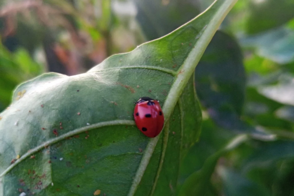 ladybug on a paper leaf with aphids