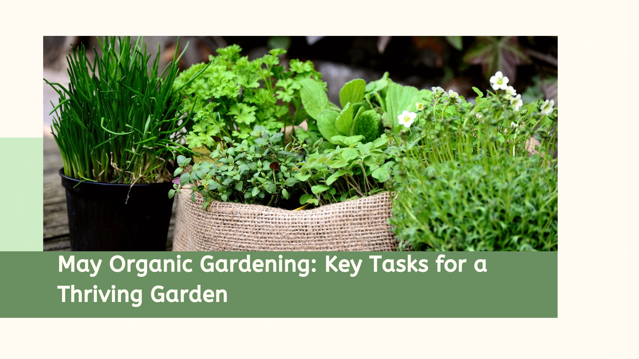 May Organic Gardening: Key Tasks for a Thriving Garden | Petit Garden ...